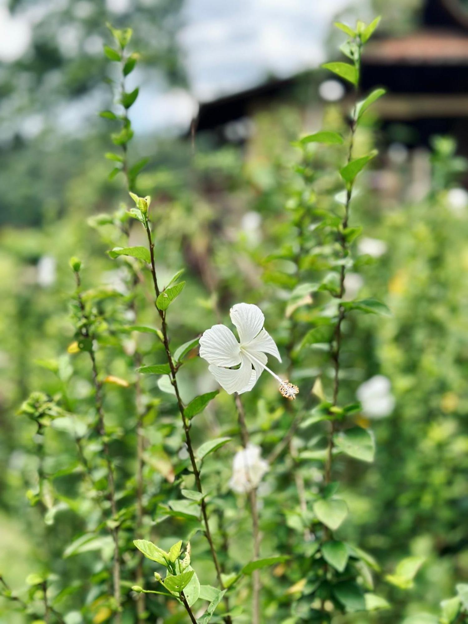 Sang Tirta Resort Penebel ภายนอก รูปภาพ